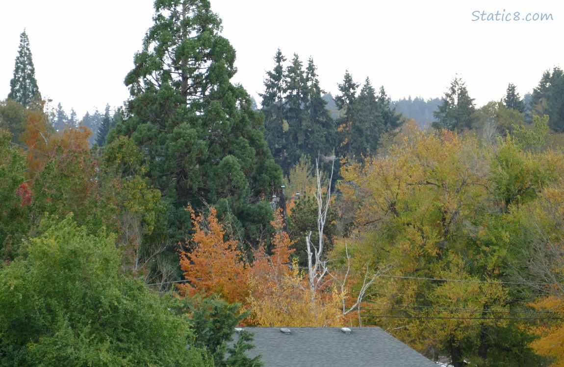 Autumn trees