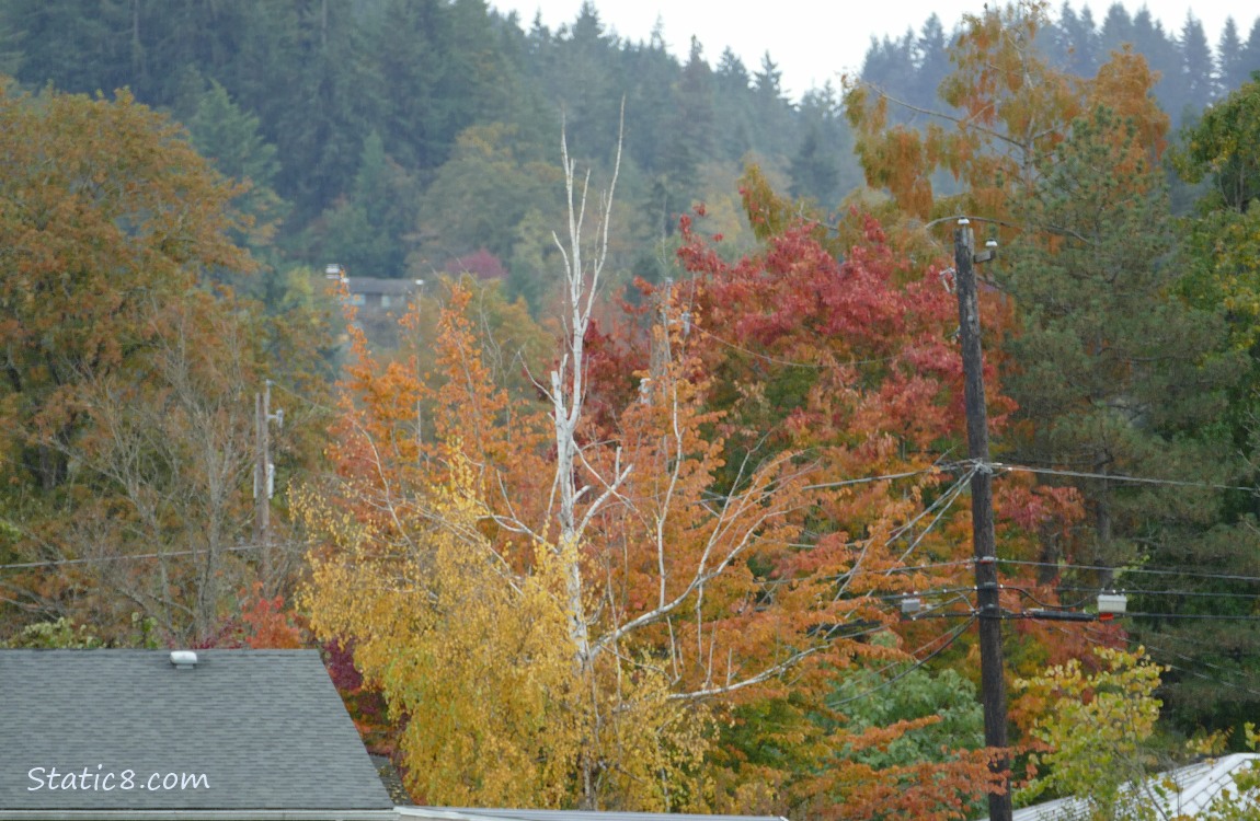 Autumn trees