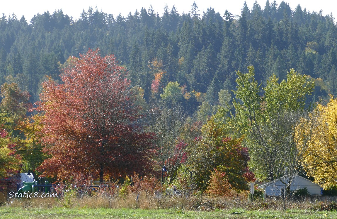 Trees on the hill