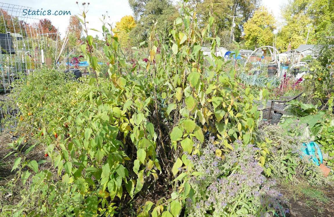 Garden plot