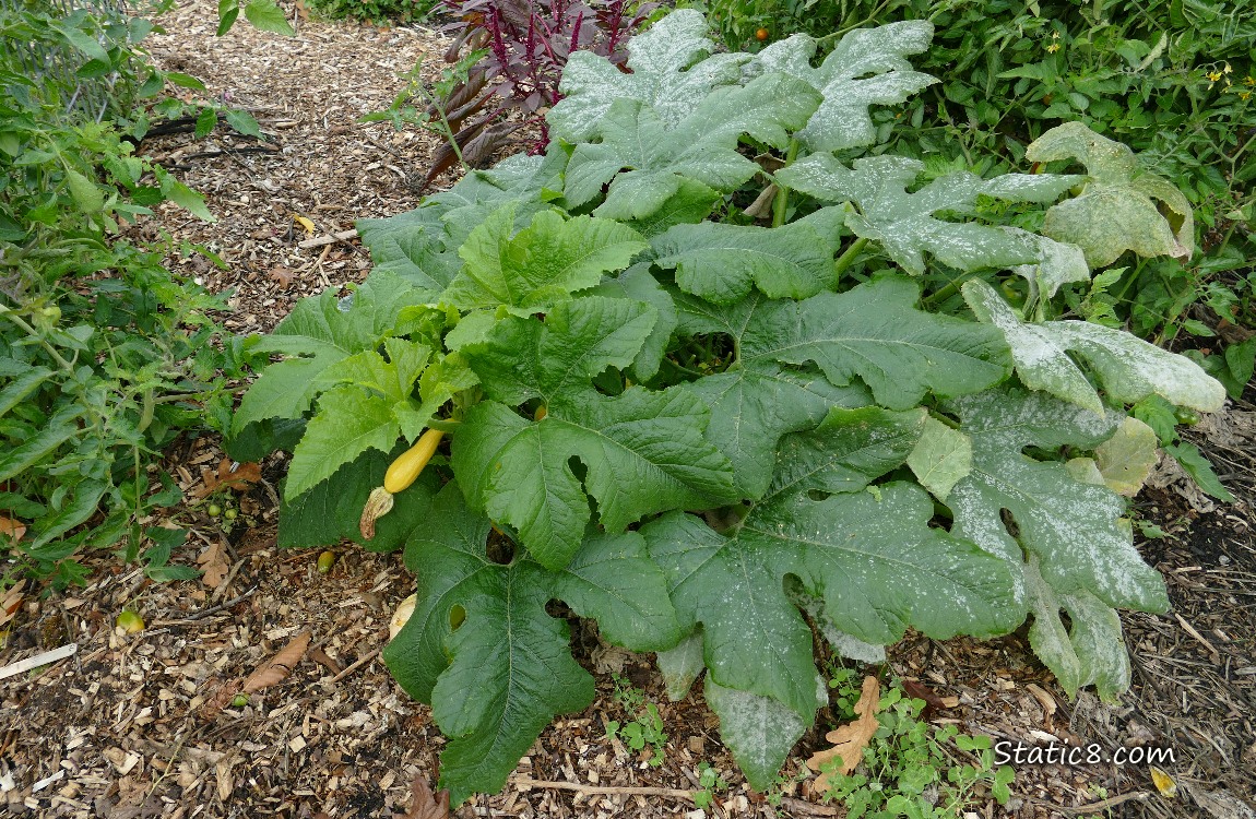 Crookneck plant with a small fruit growing
