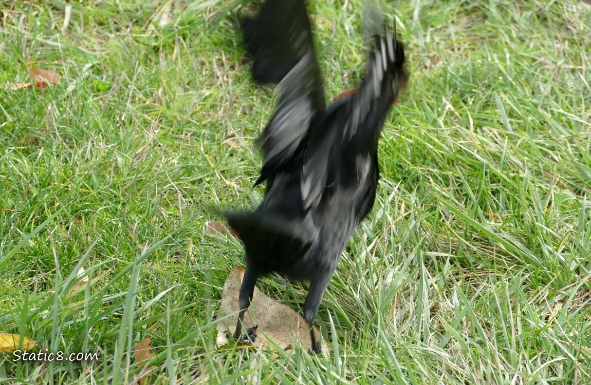 Crow flies up from the grass