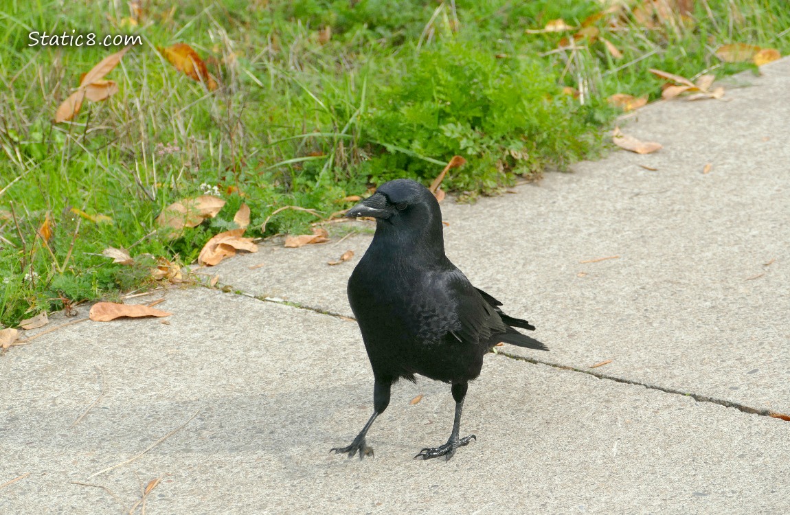 Crow walking on the sidewalk