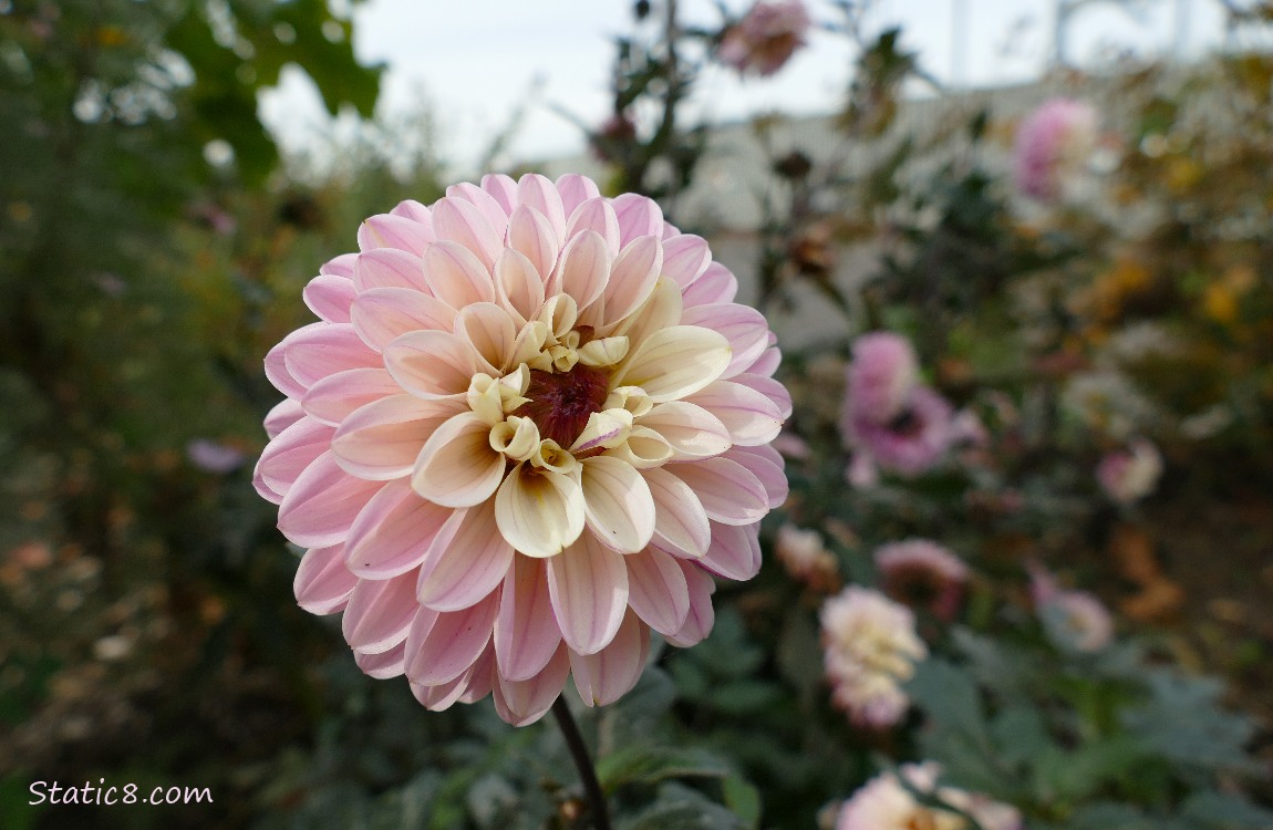 Pink Dahlia bloom with others in the background