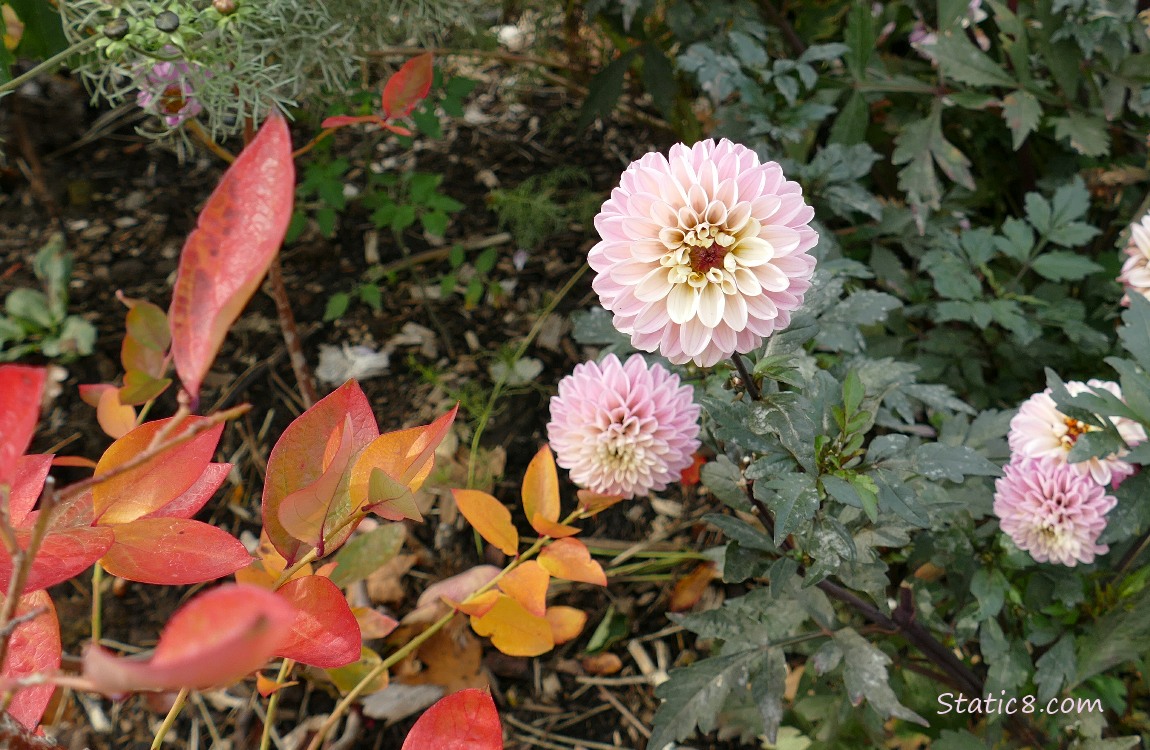 Pink Dahlia blooms past autumn red leaves