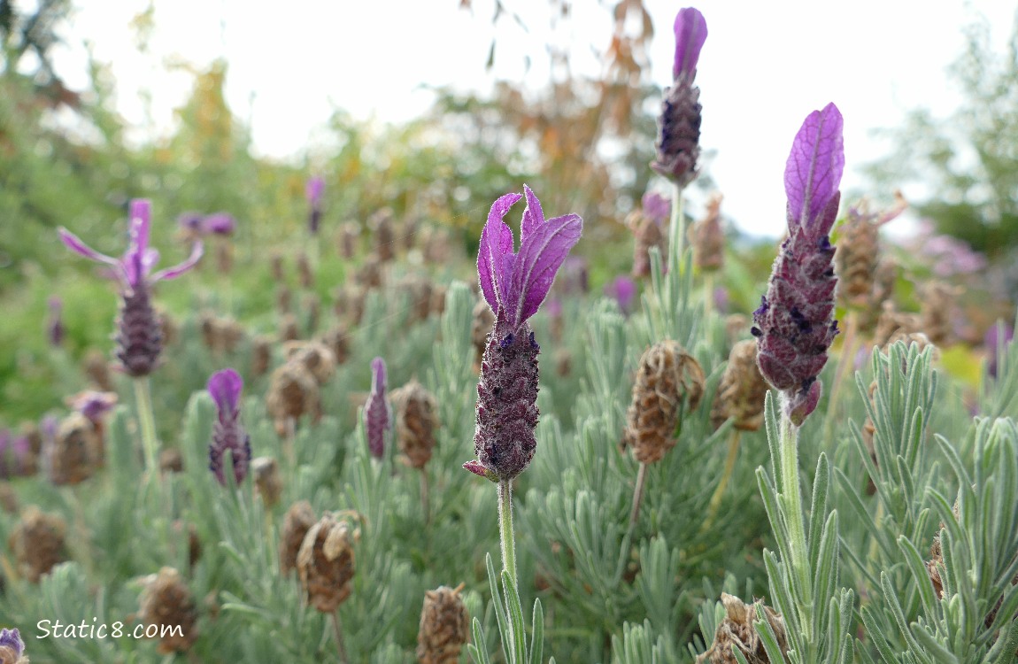 Spanish Lavender blooms and leaves in front of the grey sky