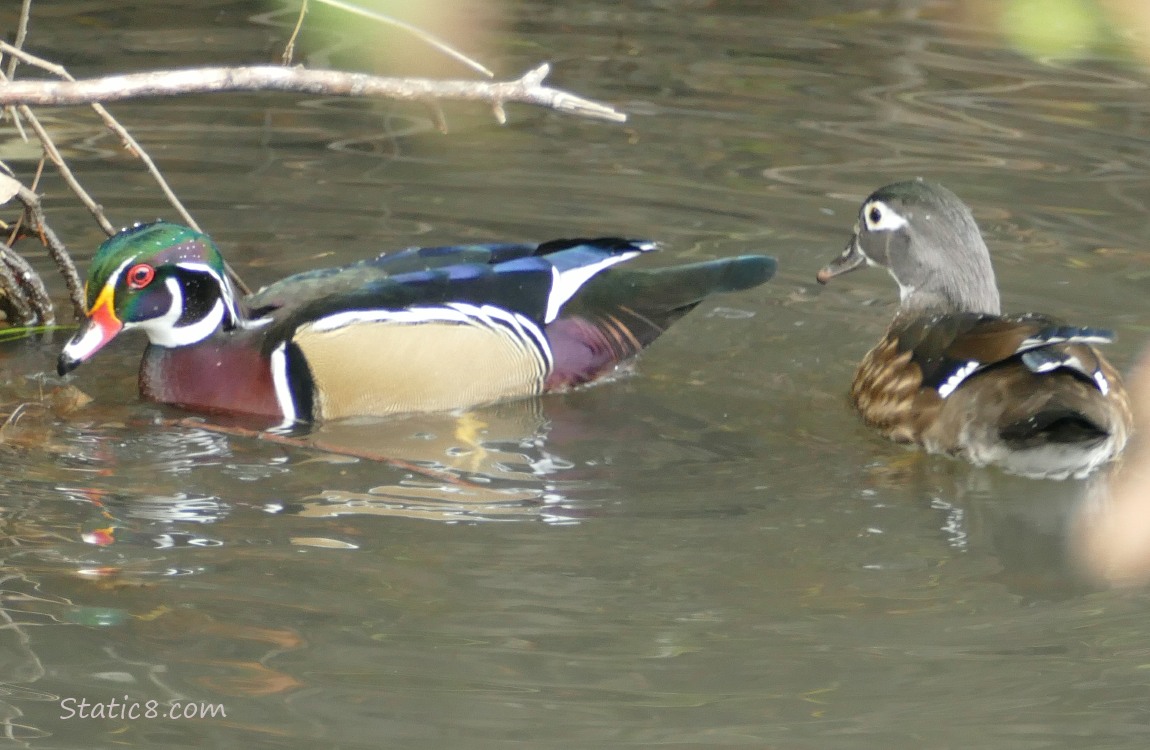 Pair of Wood Ducks paddling on the water