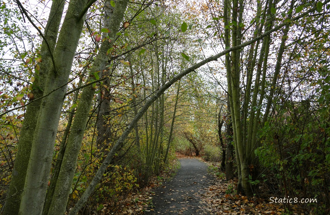 Path thru trees
