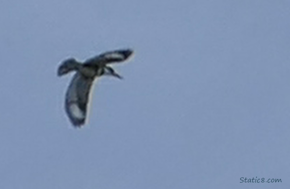 Kingfisher flying