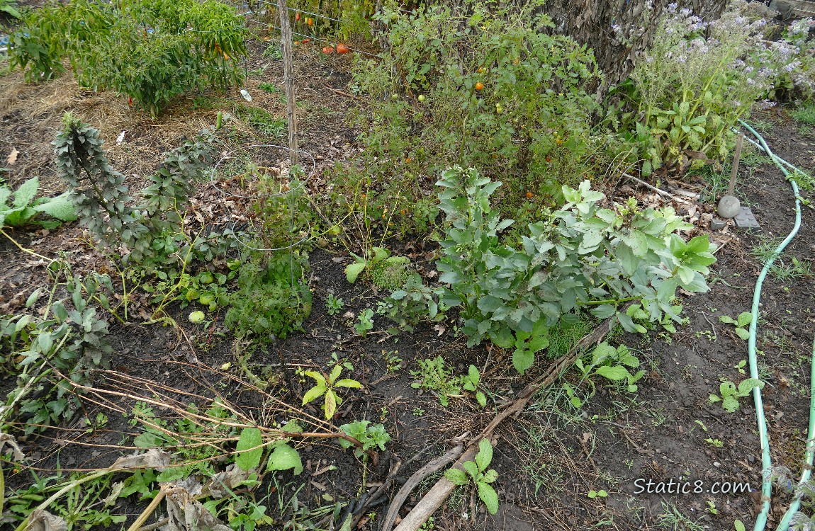 Garden plot