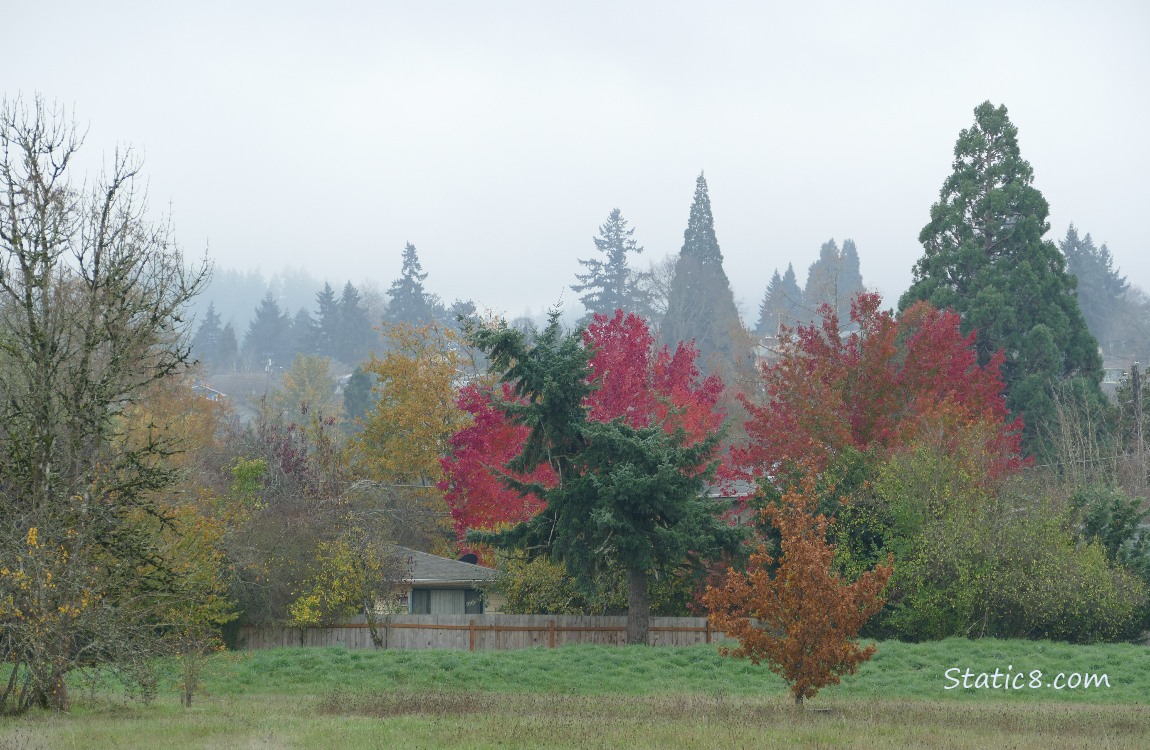 Autumn colour trees