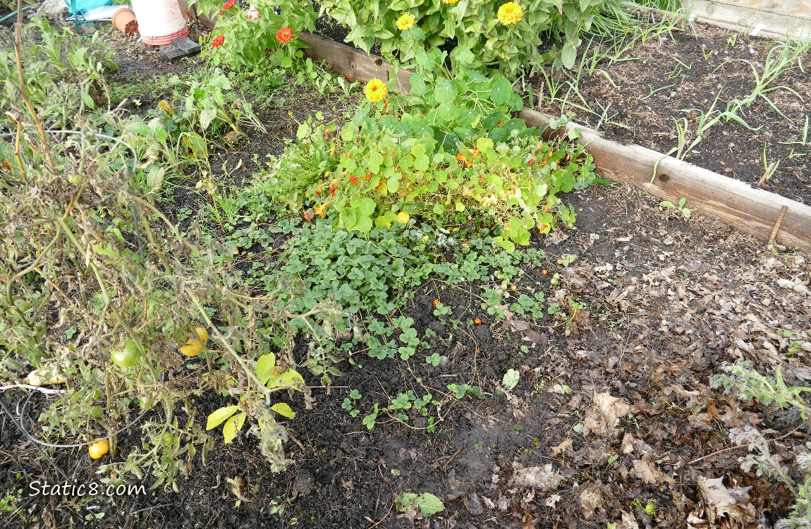 Strawberry patch