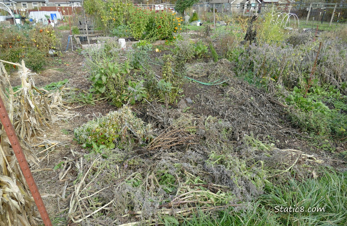 Garden Plot