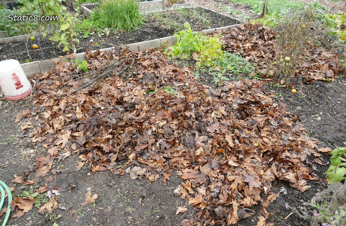 garden plot