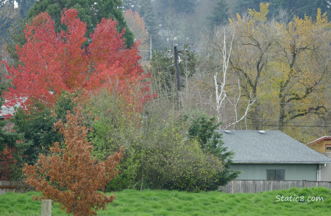 Autumn trees