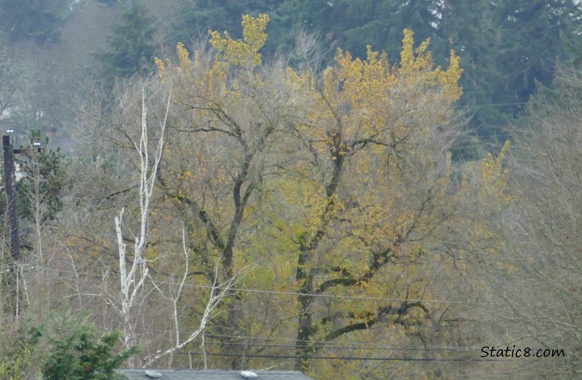 Autumn trees