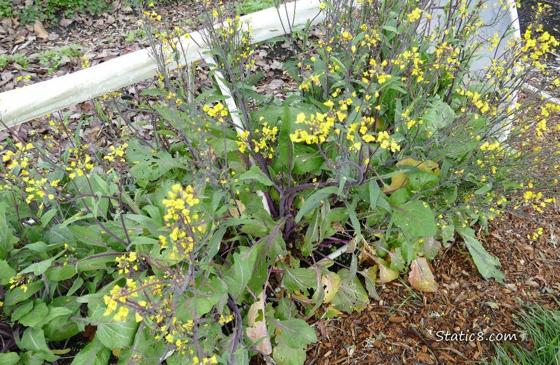 Yellow flowers