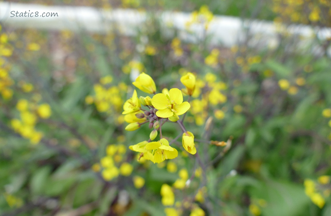 Yellow flowers