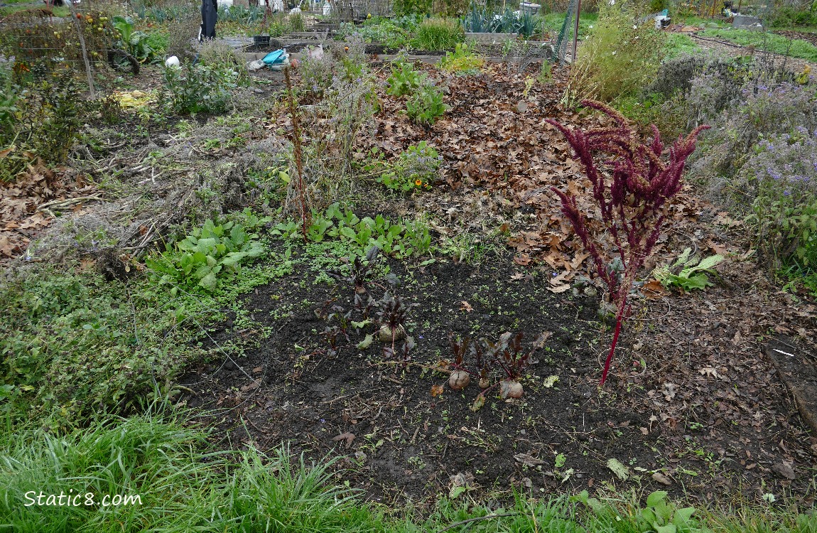 Garden plot