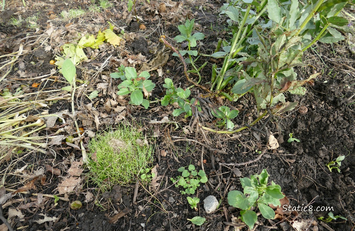 garden plot