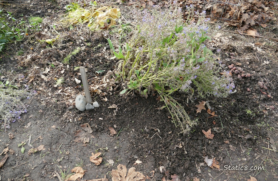 Garden plot weeded