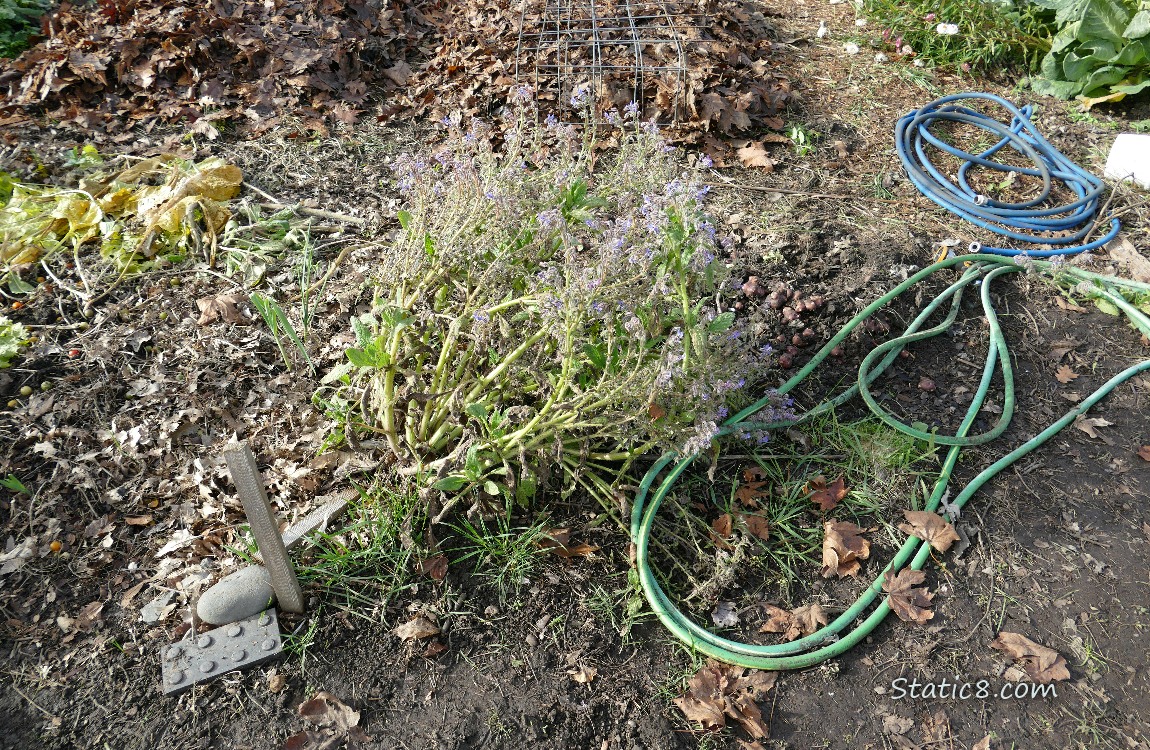 Garden plot before