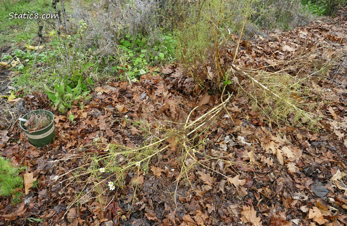 Dying Cosmos plant