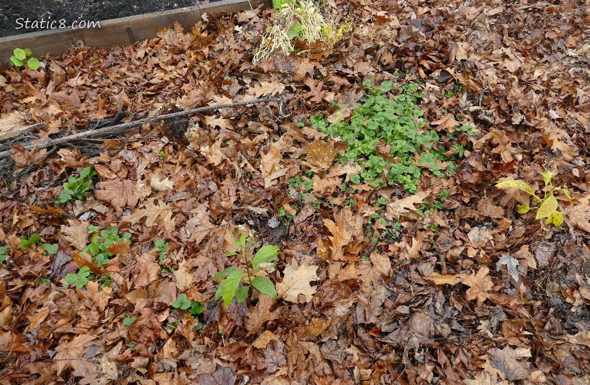 Garden plot
