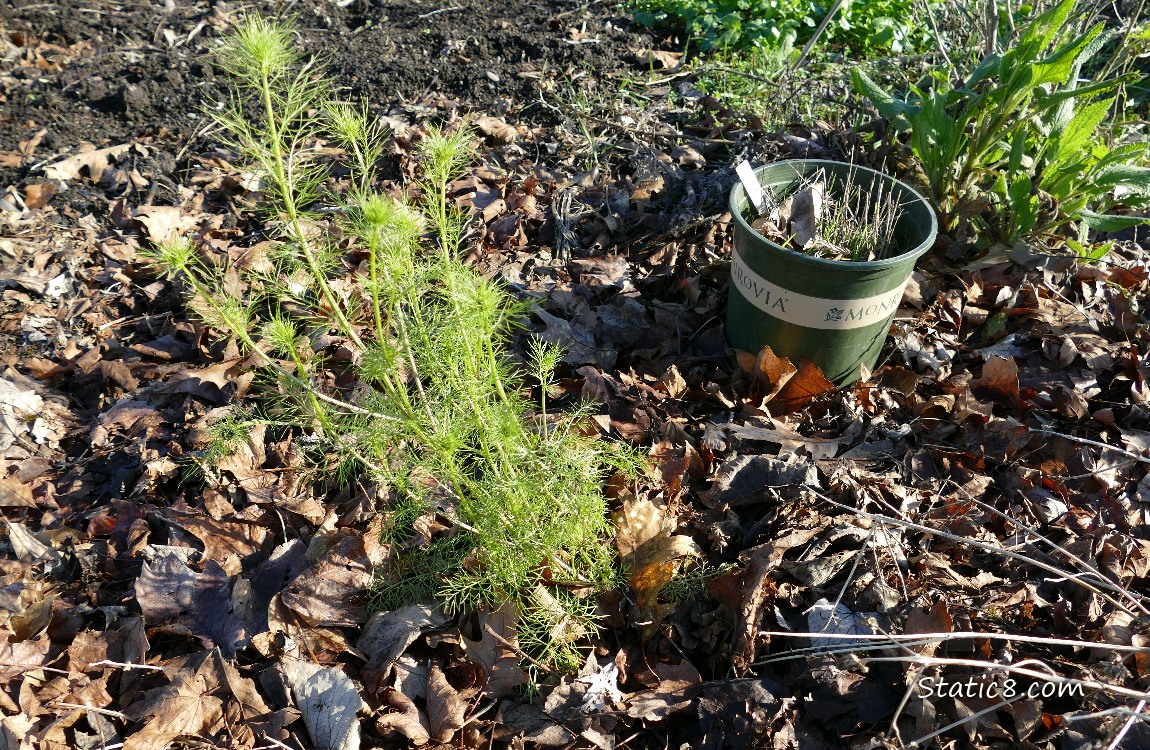 Green Cosmos plant