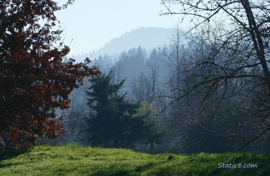 Trees on the hill