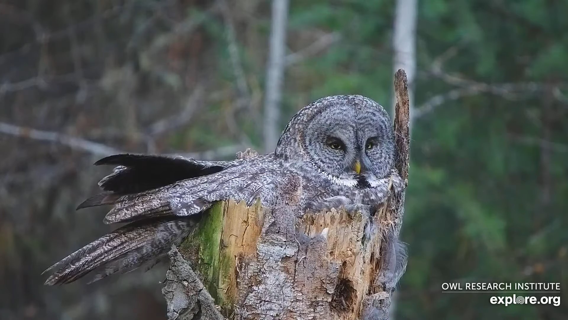 Great Gray Owl sitting on a nest in a snag