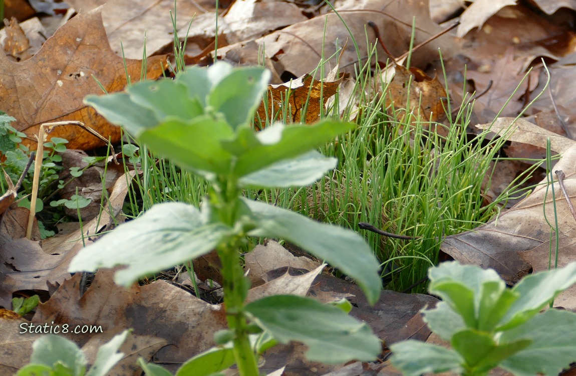 Favas and leek seedlings