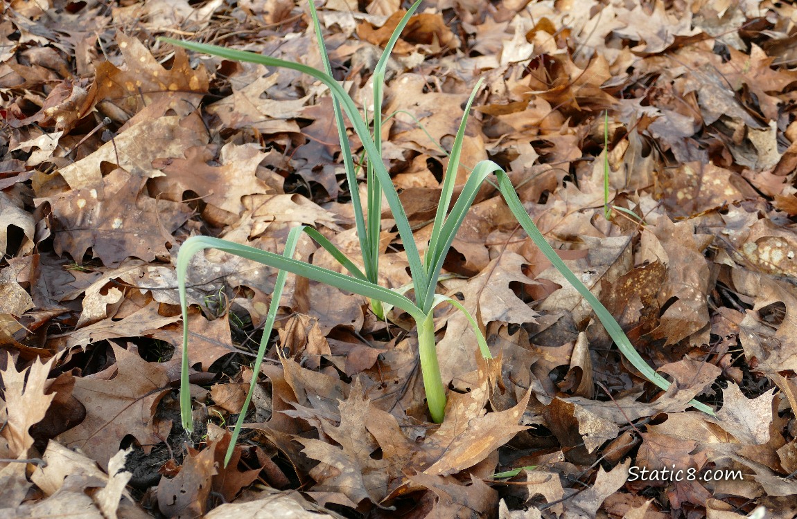 Small leek plants growing, surrounded by leaf mulch