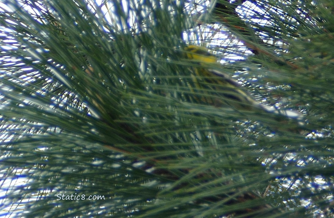 Blurry yellow bird behind pine needles