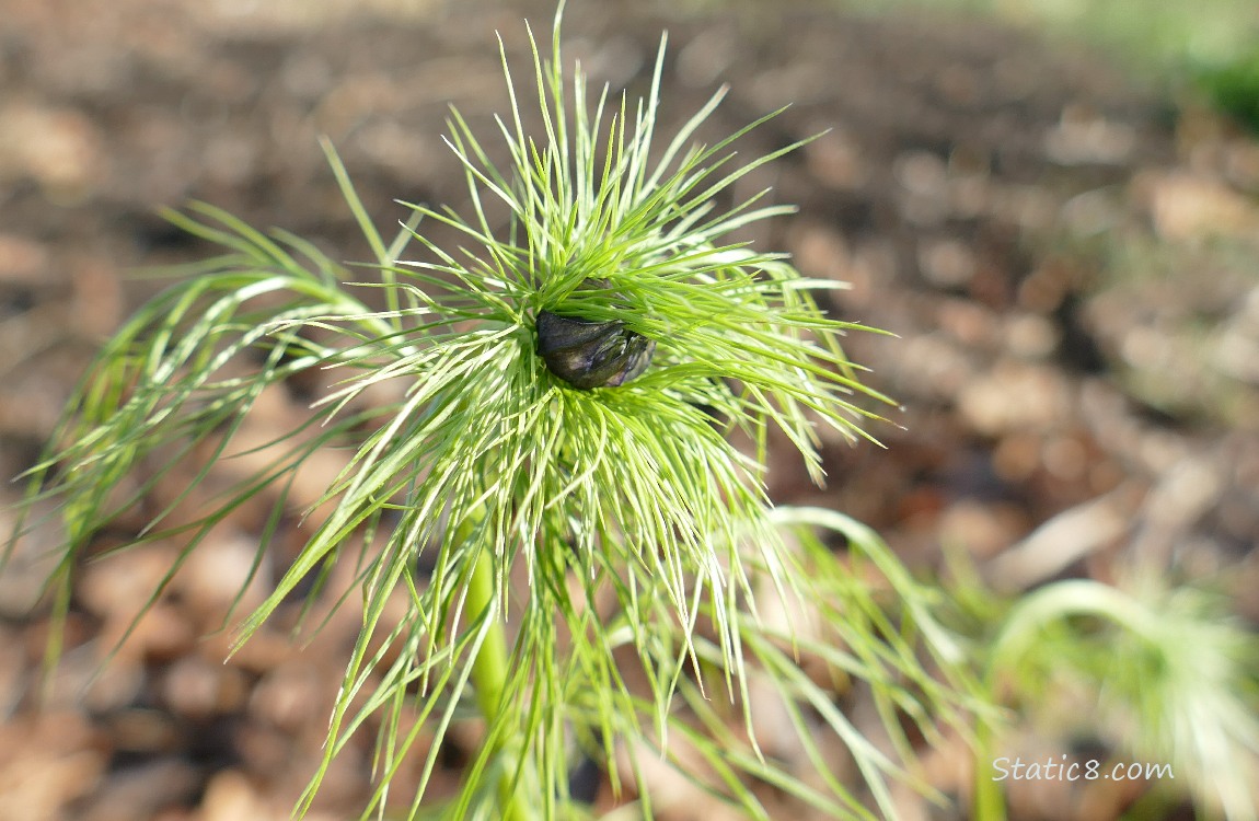 Cosmos bud