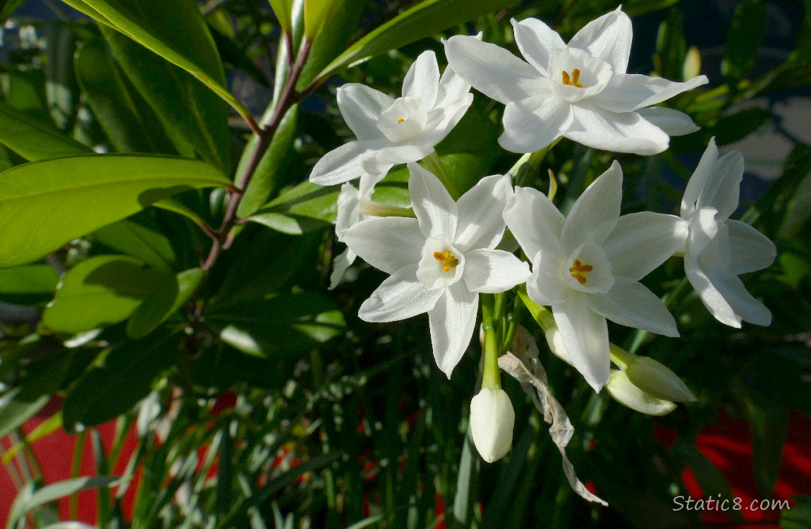 Paperwhite Narcissus blooms surrounded with bright leaves