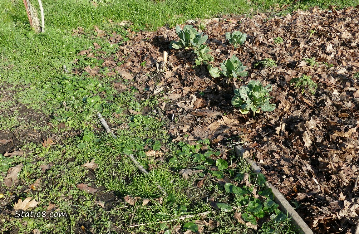 Garden plot