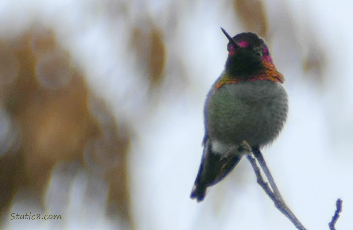 Anna Hummingbird standing on a twig