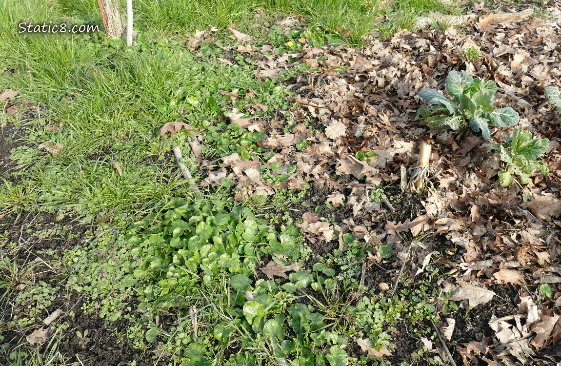 Garden plot