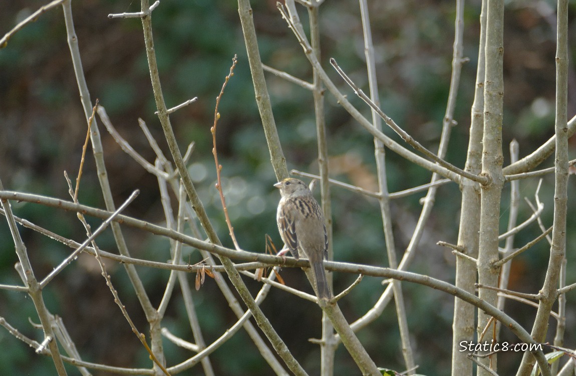Golden Crown Sparrow standing among sticks