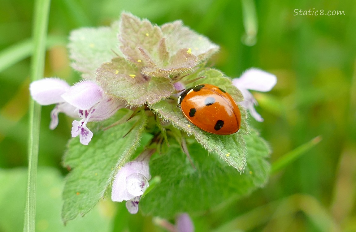 Seven Spot Ladybug on a Dead Nettle