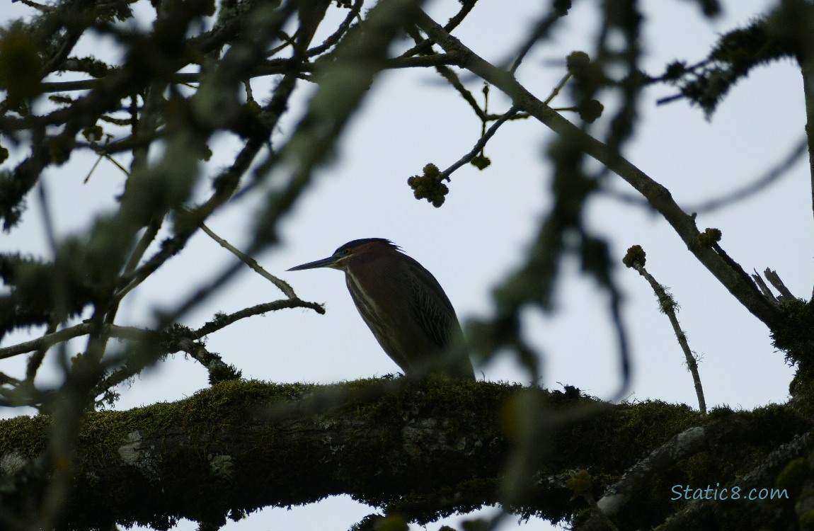 Silouette of a Green Heron in a tree, grey sky behind