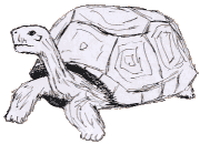 Galapagos Tortoise