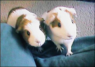 Guinea pigs