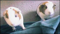 guinea pigs: can we have treats now?