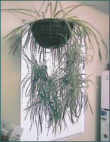 Spider Plant