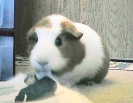 Tegan munching on a newspaper