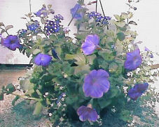 Lots of Petunias