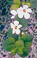 Little white bacopa flowers