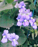 Little light purple nemesia flowers